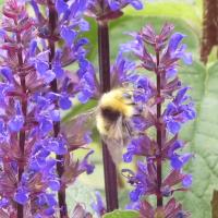 Wiesenhummel