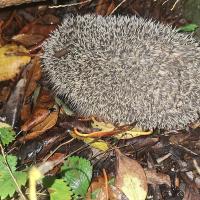 Igel